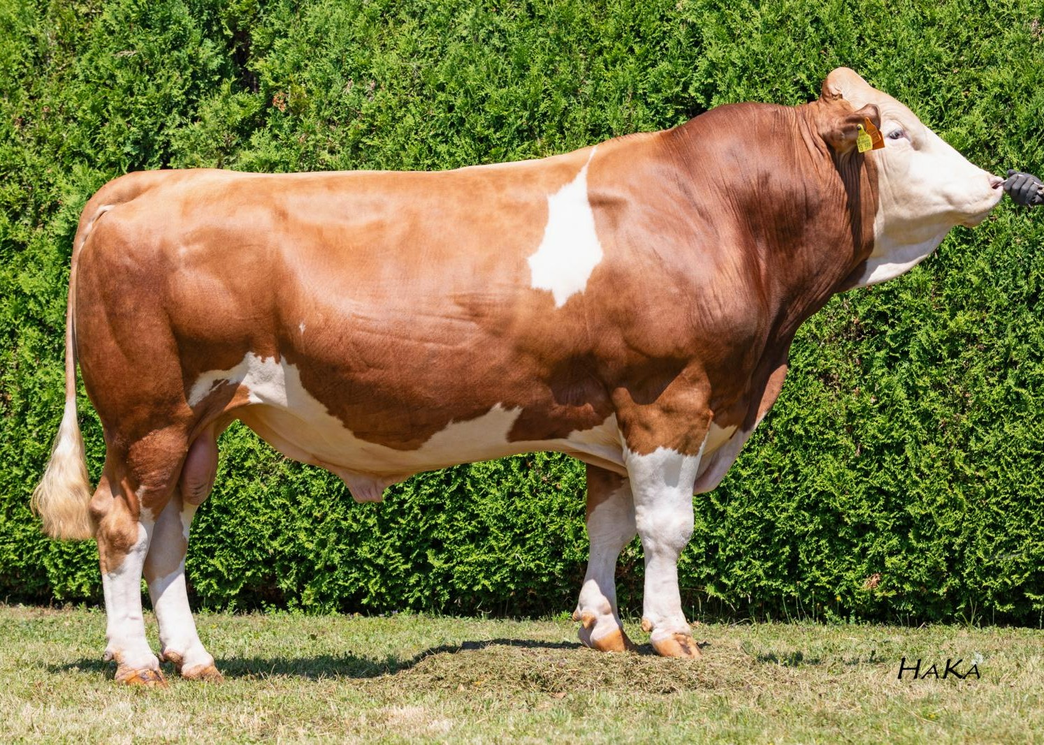 Hopfen, Breeder: ScheSchu Genetik