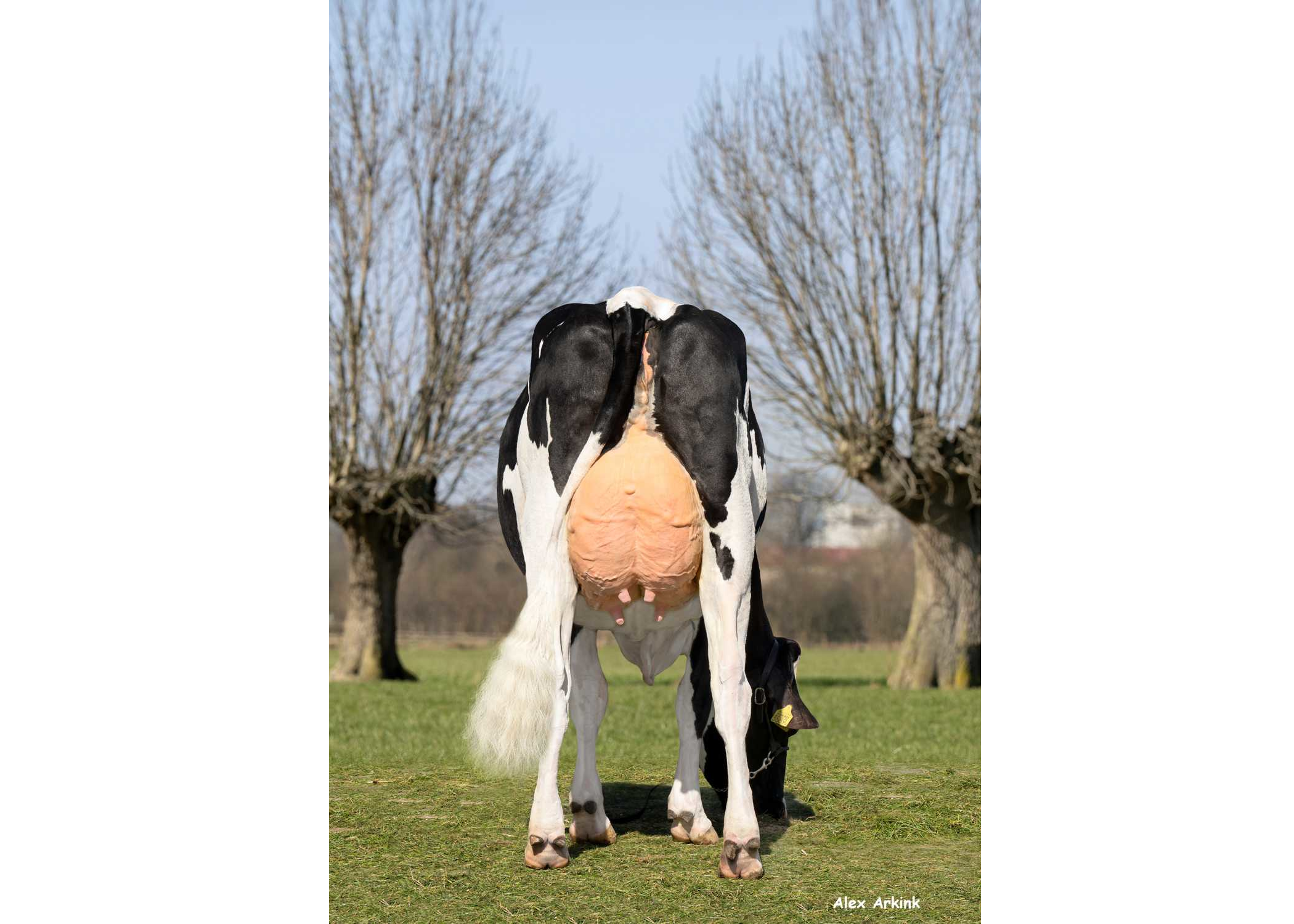 Borderview Laura 3589 (moeder Teamwork P) eig.: Mts J. Boschloo & M.J.M. Pelgrom, Steenderen