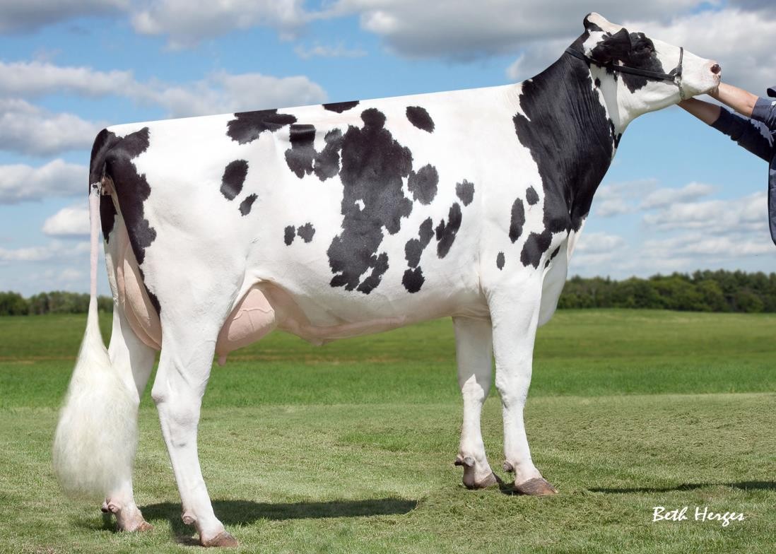 Sully Shottle May-TW EX-91 GMD DOM, 6th Dam of Upswing