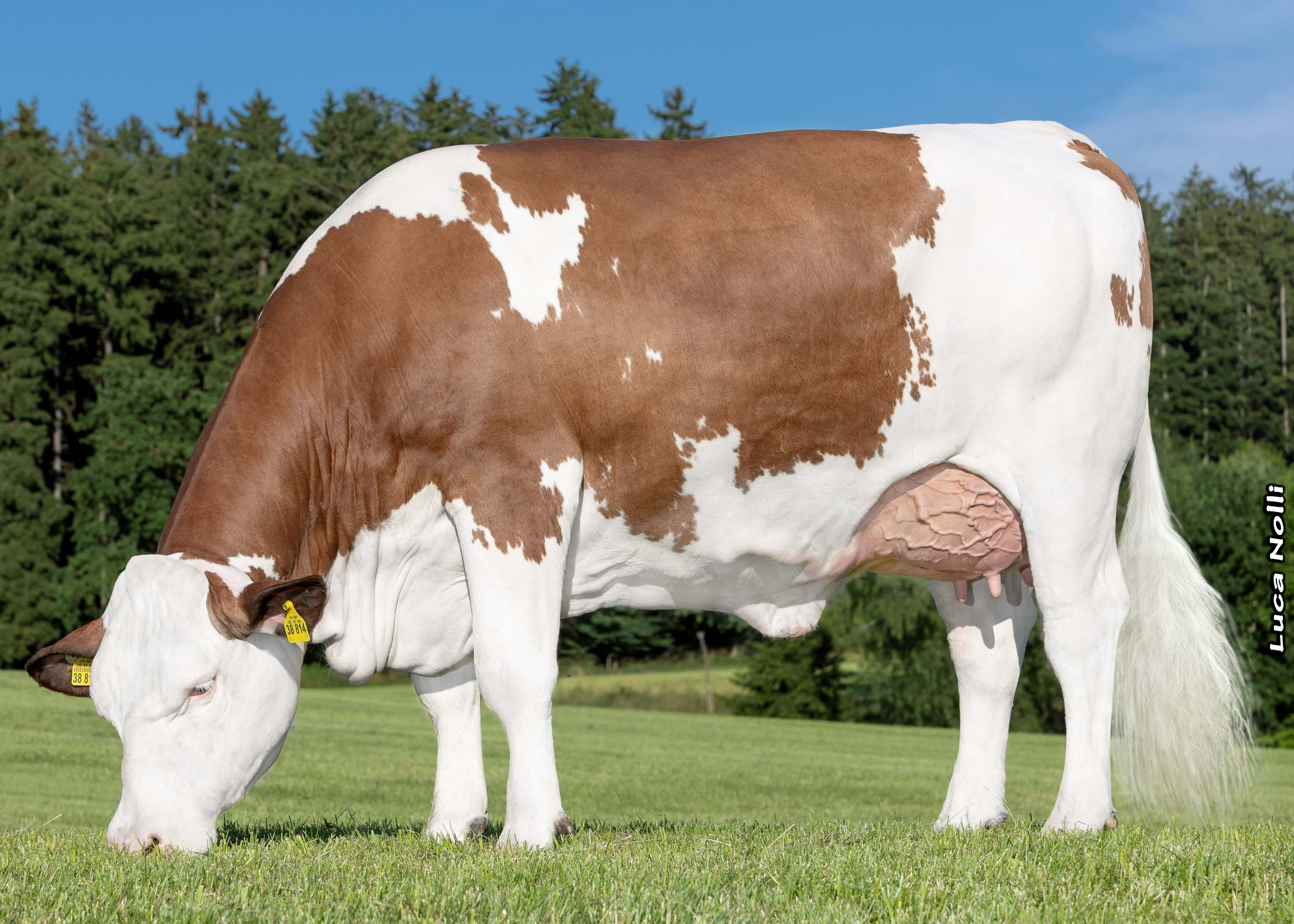 Orange, 1st calf Ferdinand Ober, Kienberg