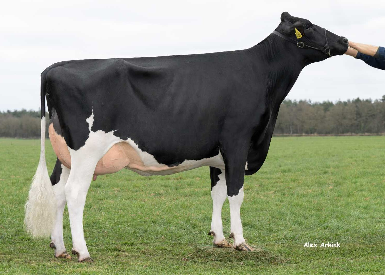 Sterksel Simone 3 (s. Marpon), dam of Simson. Owner: Mts van Middelaar, Sterksel