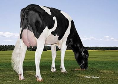 Sully Robust 720-ET, 6th Dam of Tease