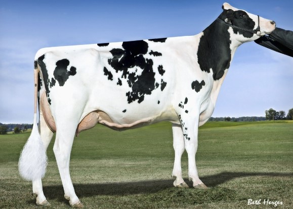 Palmyra M-O-M Manhattan-ET VG-85, 7th Dam of Reamer-PP-Red