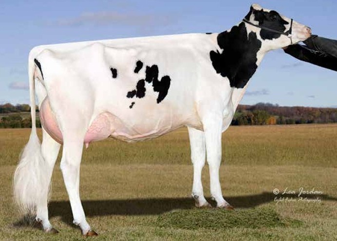 Ms Tcf Cherry-Acres Lori-ET VG-87 DOM, 6th Dam of Loadstone
