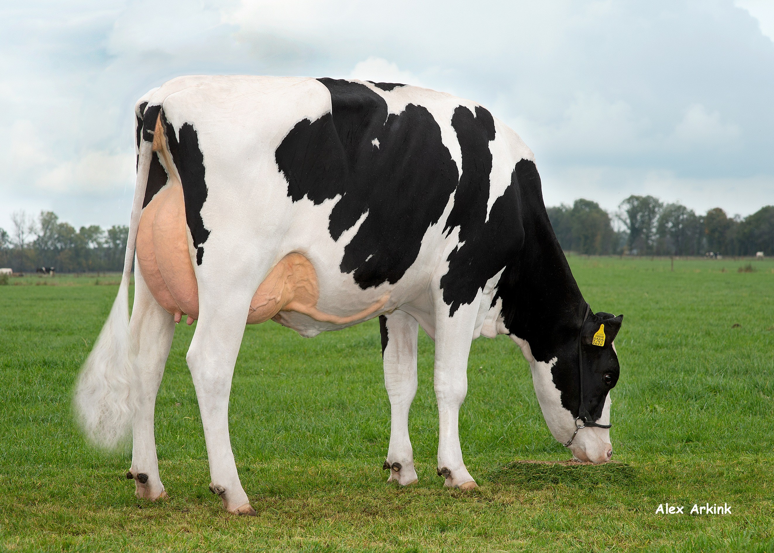 Leonore 159, Daughter of Langley