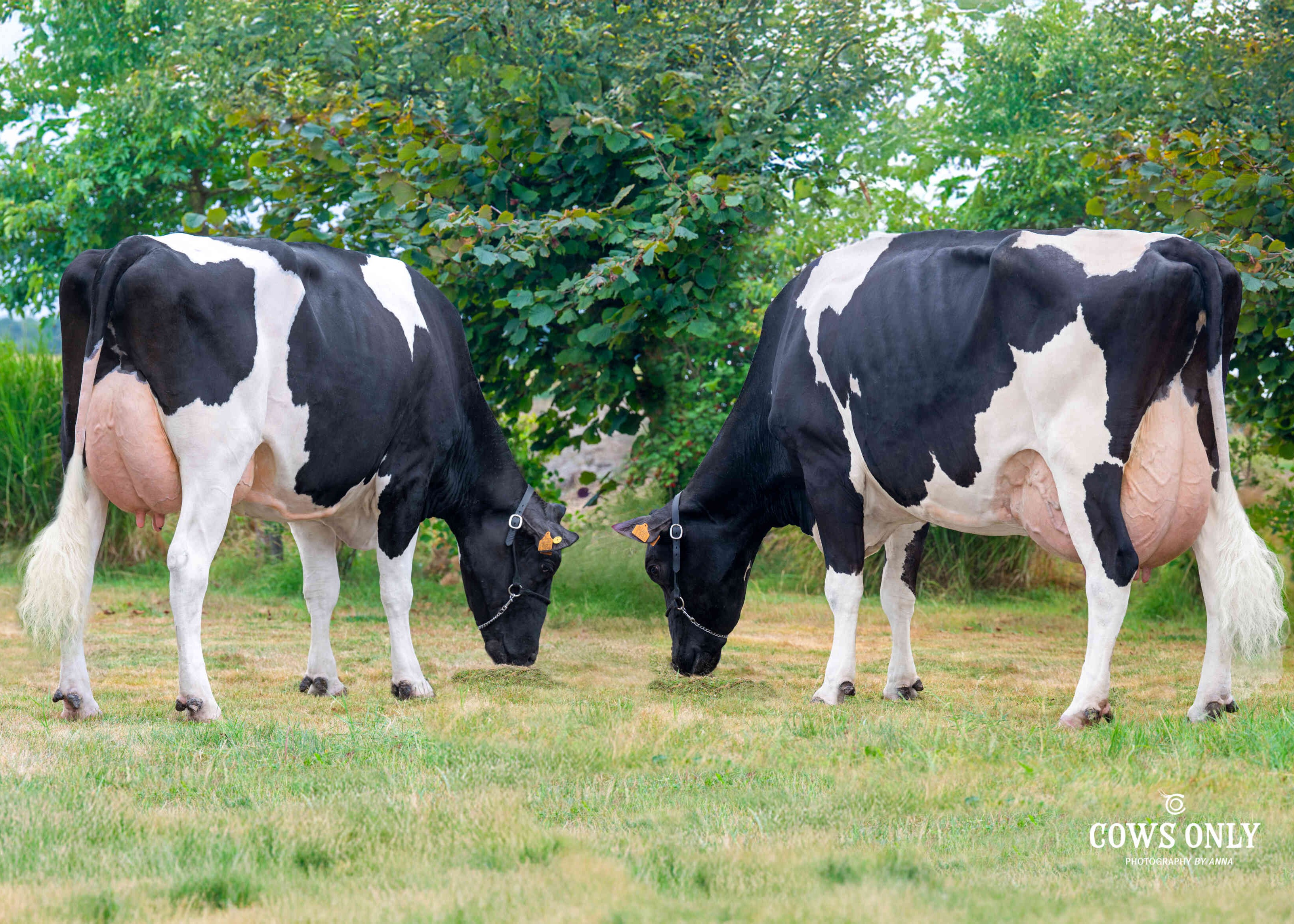 (L) Zwanebloem Wendat Esperanz (moeder) & (R) Zwanebloem 3Star Esperanza (grootmoeder Escape) eig.: Zwanebloem NV, Adinkerke