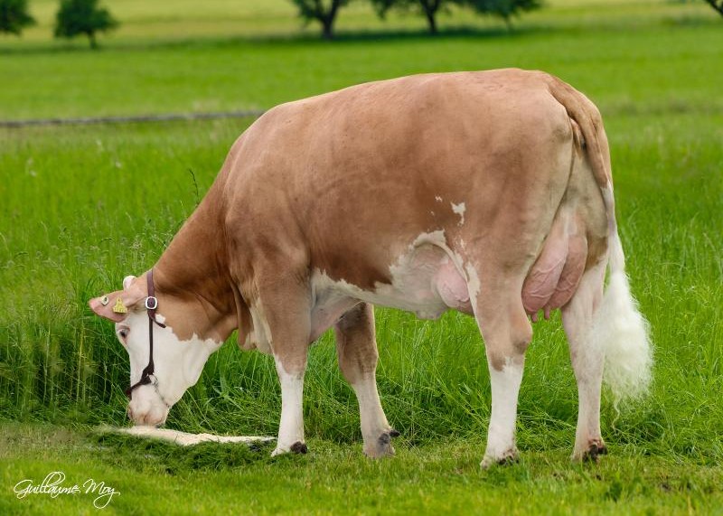 Siri (v. Hoeri) 283dgn  7.857kg   4,33%   3.71%