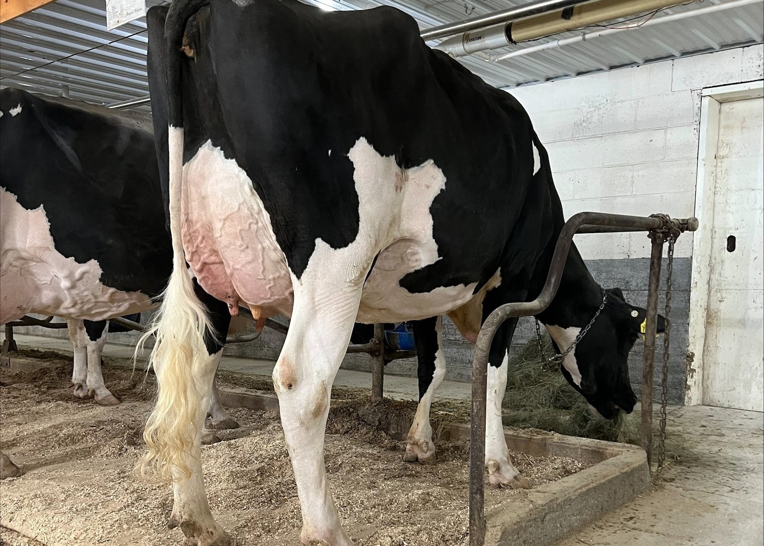 Genosource Parfct Oriole-ET VG-88, Dam of Okocha