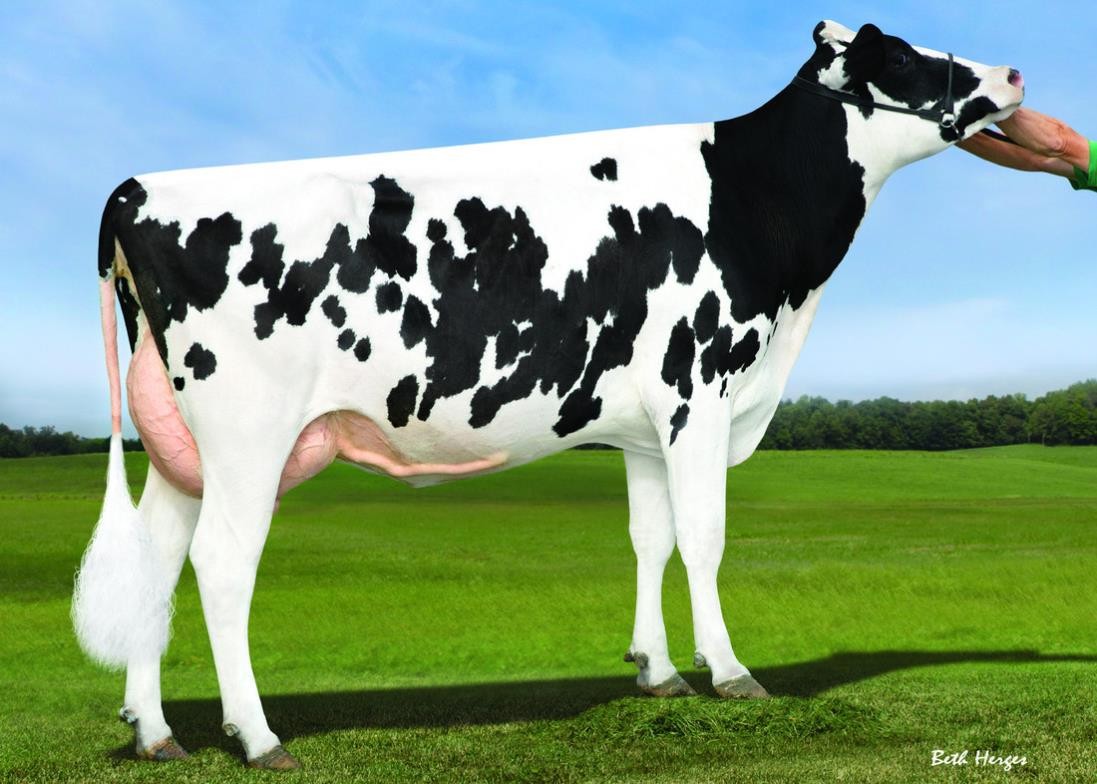 S-S-I Moonray Myesha VG-85, 4th dam of Lavezzi