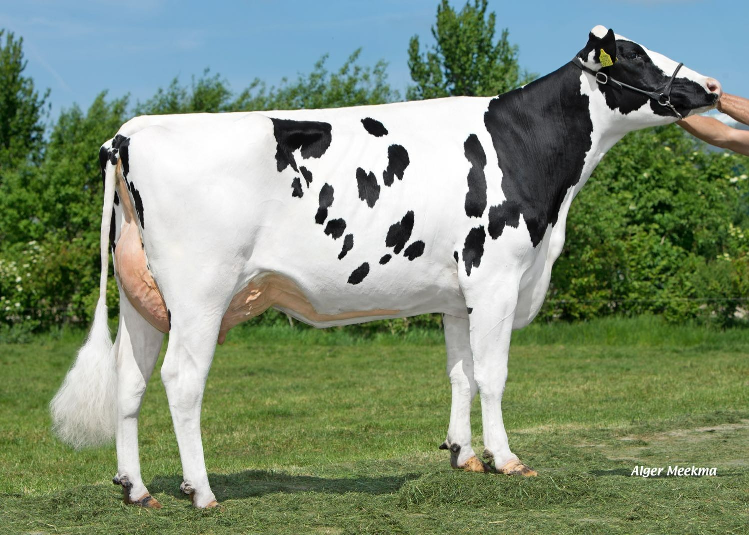 Delta Pipa P (s. Laurent P), MGGD of Hipster P