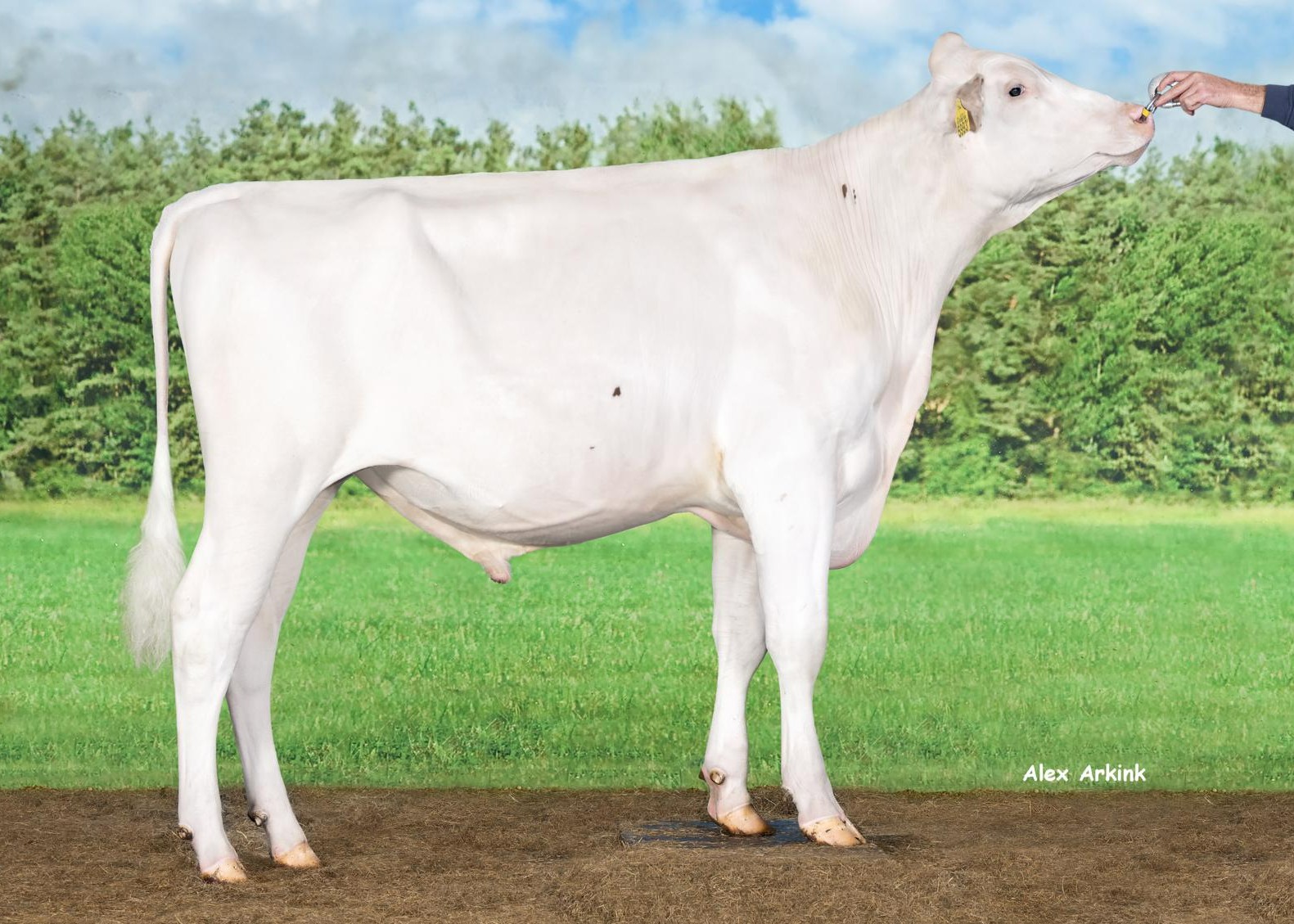 Delta Pyramid PP-Red