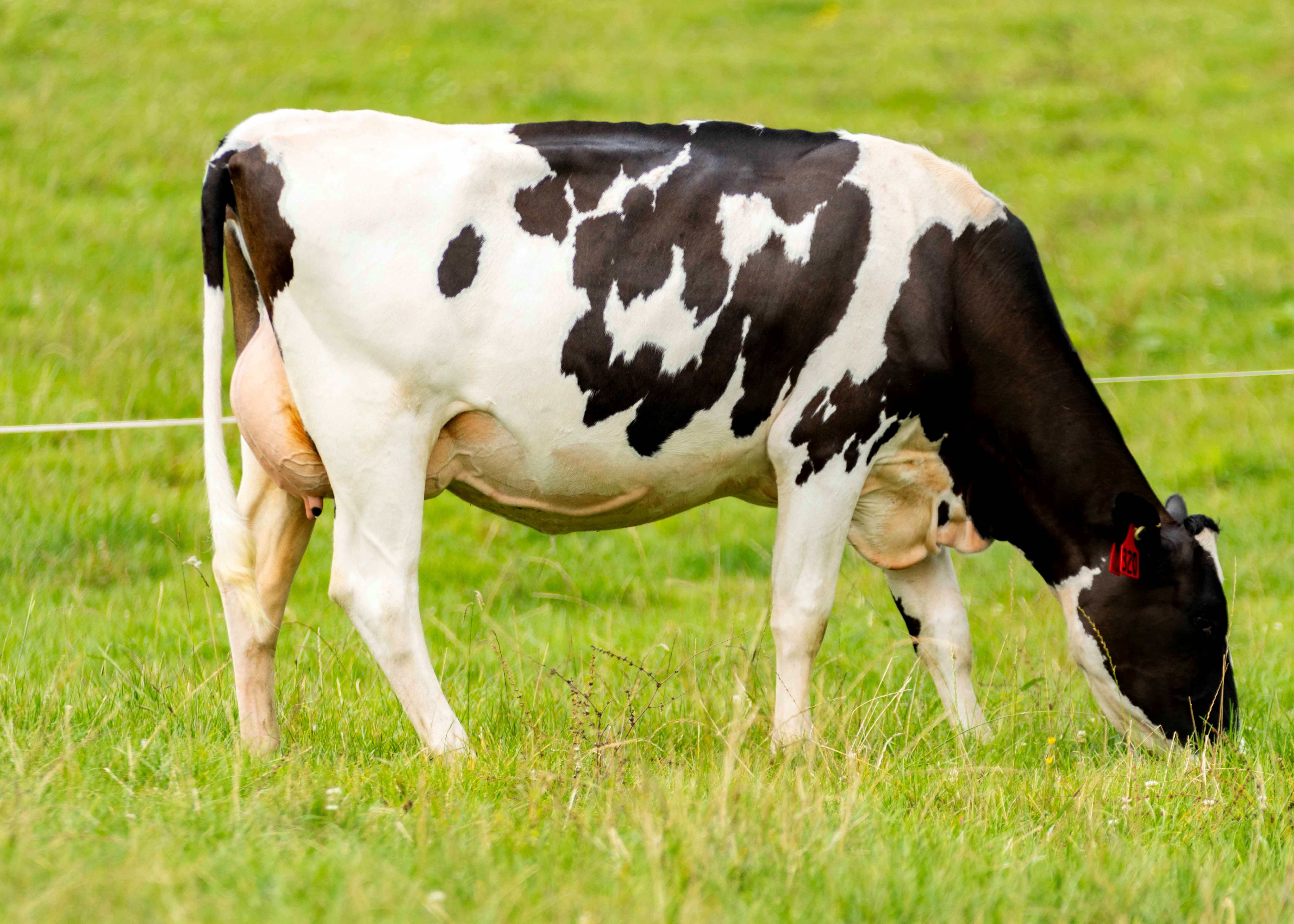 320 J & A Taylor, Daughter of Aladiesman