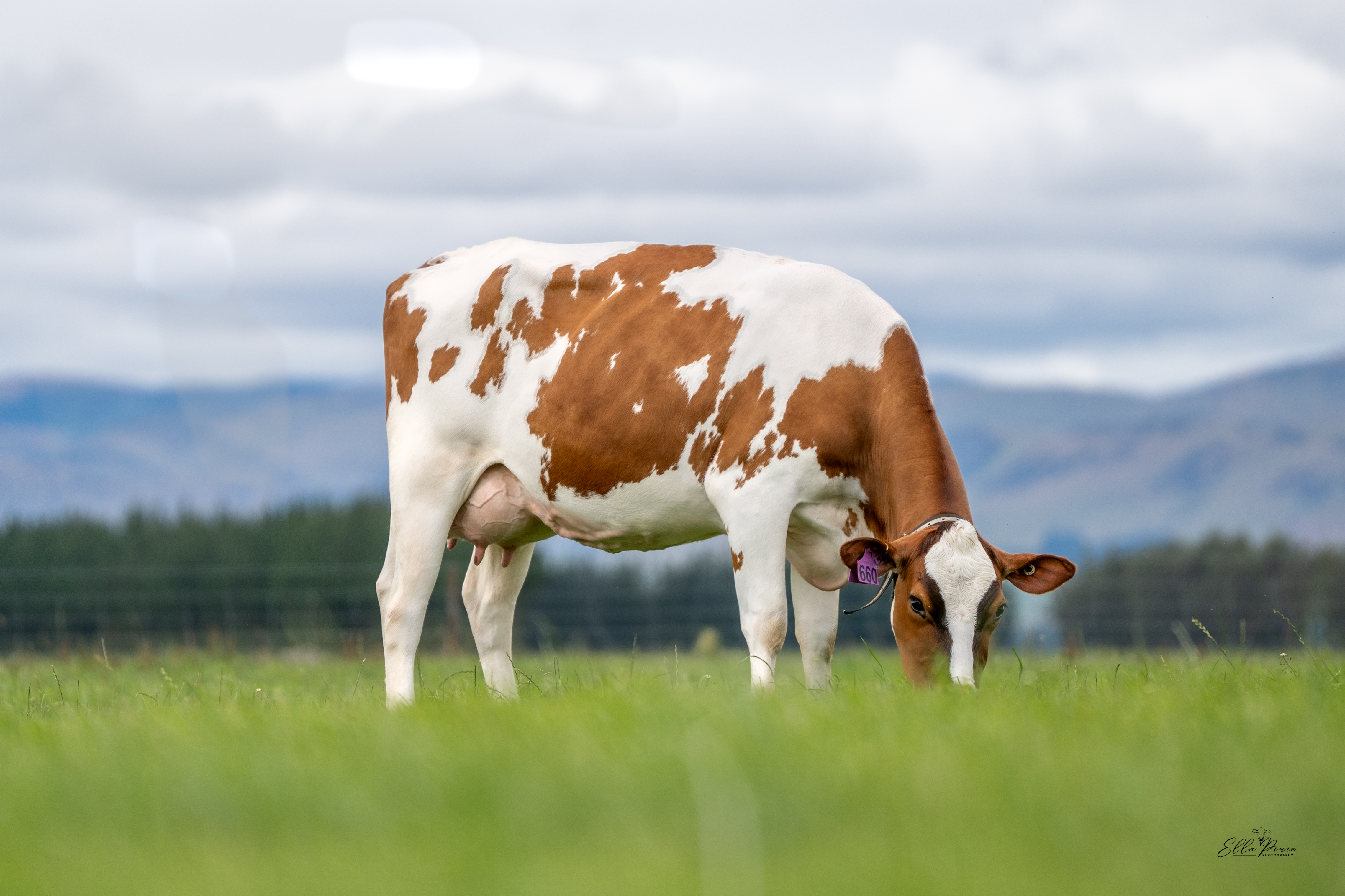 Daughter 660 : NB & AK Dairies Ltd