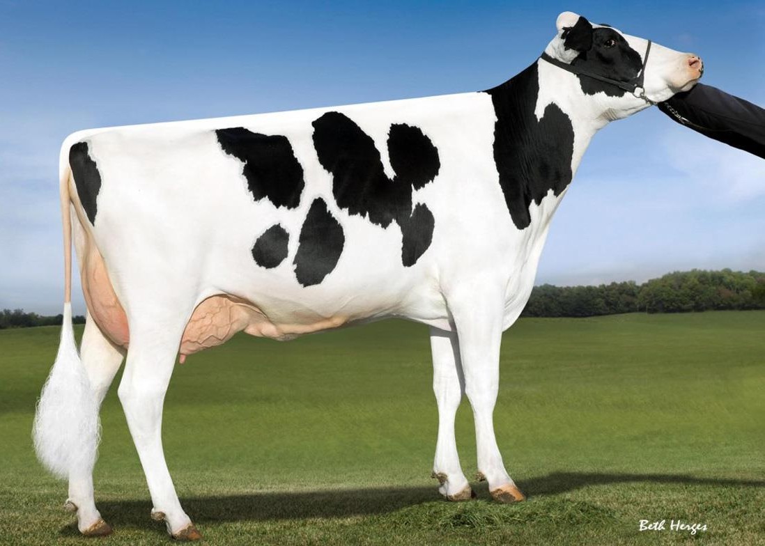 OCD Supersire 9882-ET VG-86, MGGD of Yamcha