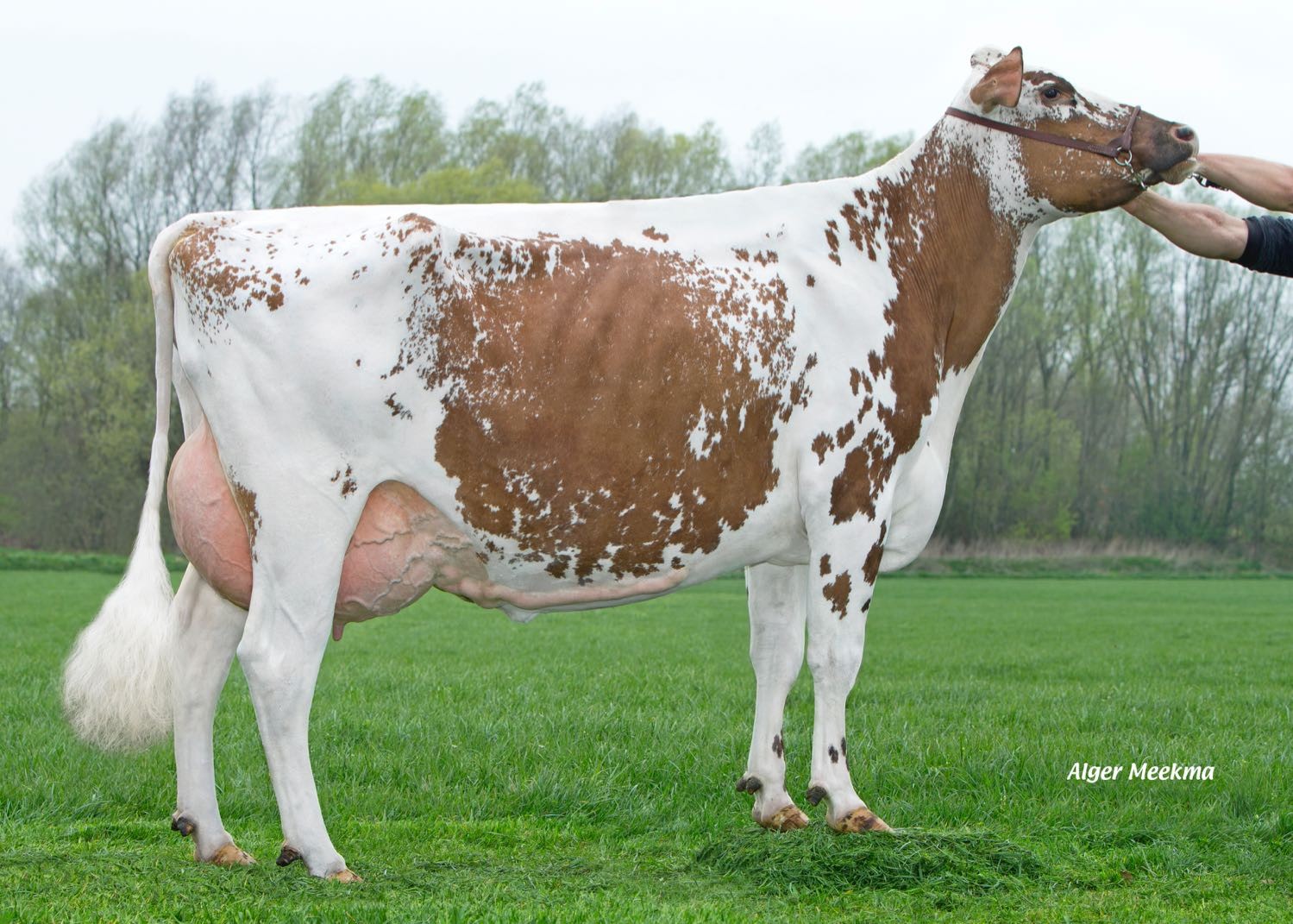 Bacchus Aukje 448 W Red (dam of Audy W P) owner: J.W.M.F. van den Braak en C.A.M. van der Aa, Balgoy