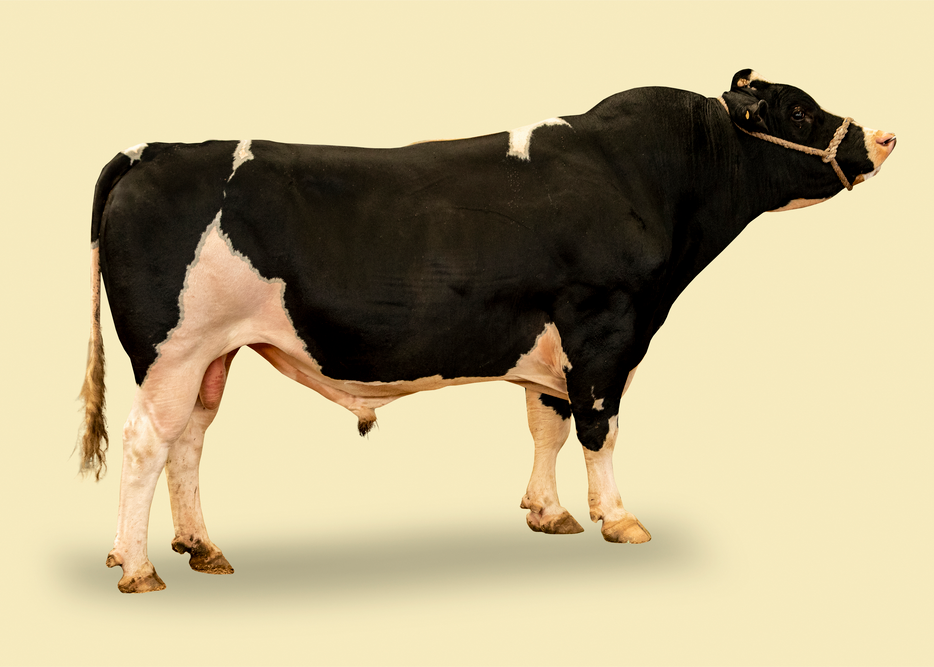 118564 NOBLE PULSE ARSENAL S1F