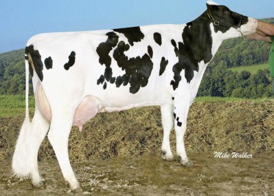 Coyne-Farms Shottle Jam-ET VG-88, 9th Dam of Mecanico
