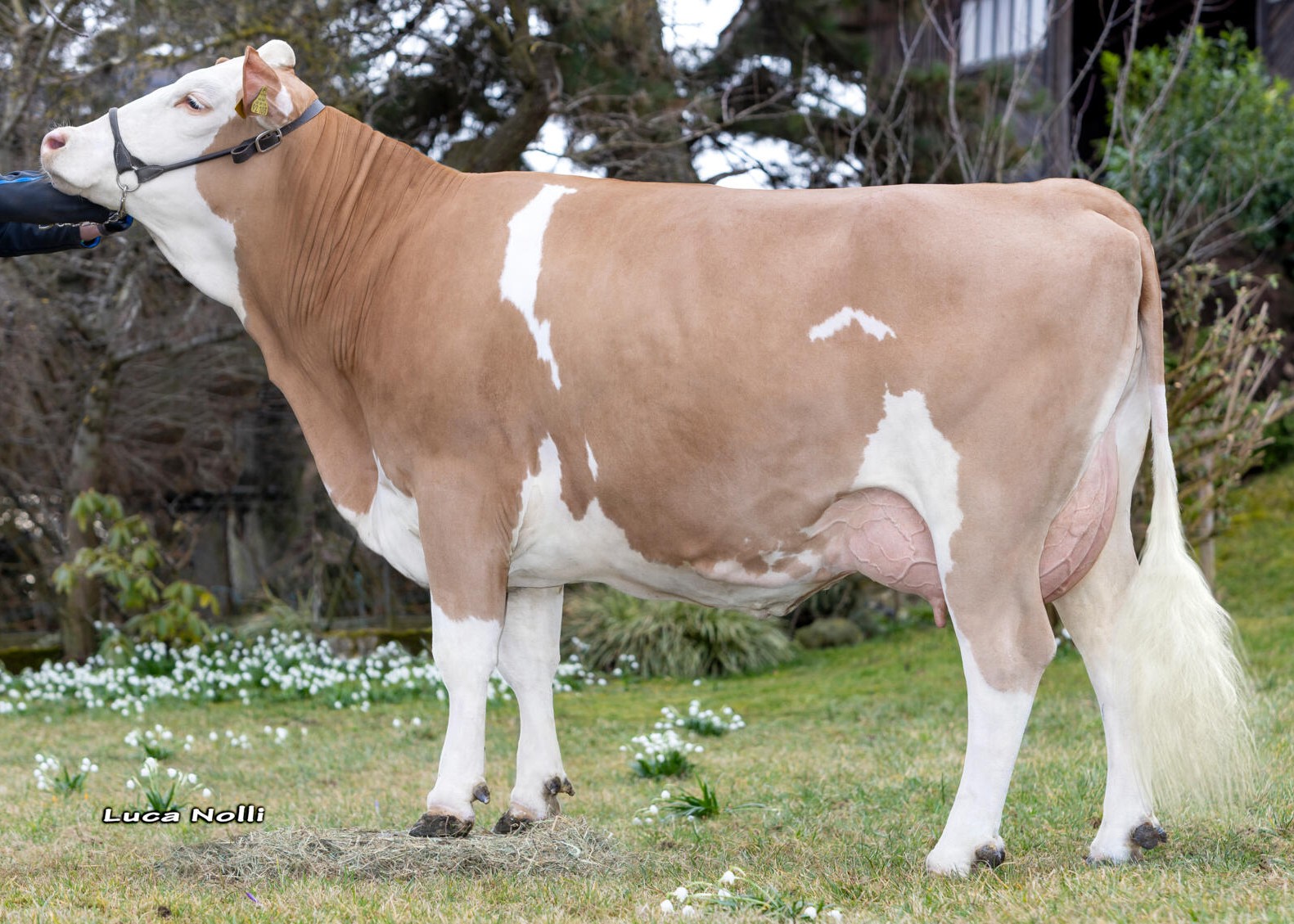 Sissi, Dam of Hochfelln, 1st calf, Helmut Gmeindl, Obing