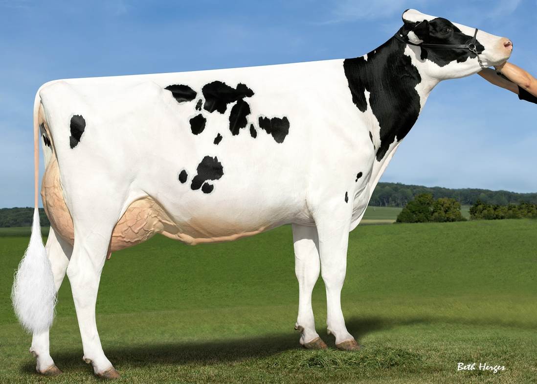 Sandy-Valley Eternity-ET EX-92 DOM, MGD of Merle