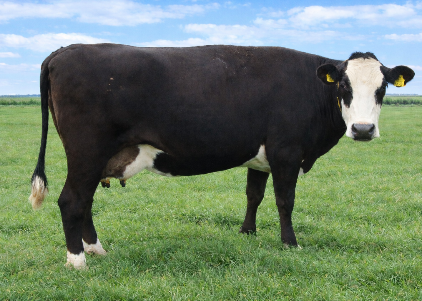 Willy 182, moeder van Willem RF