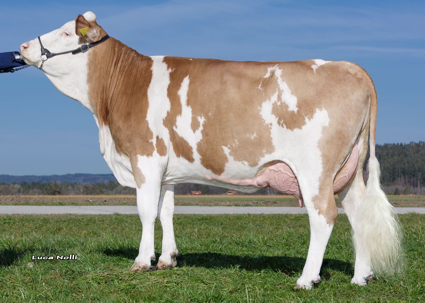 Nelli (1st lactation), owner. Melf Georg, Ascholding