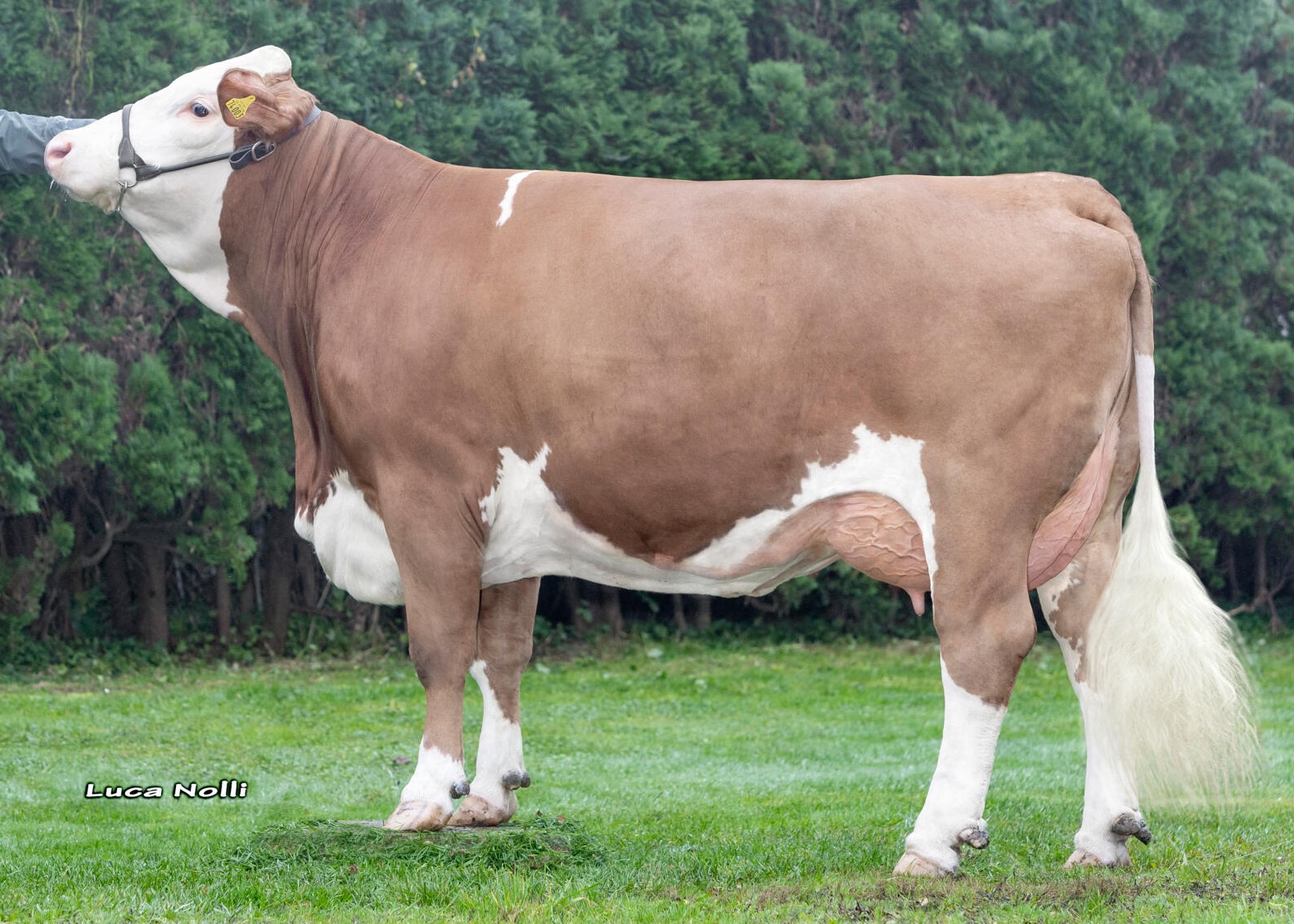 Adele, 1st calf Johann Halmbacher, Kraiburg