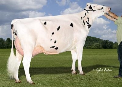 Quiet-Brook-D Babybook-ET EX-94, 6th Dam of Borealis