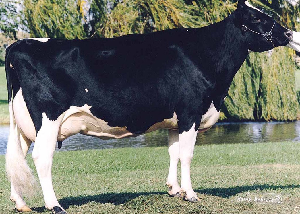Snow-N Denises Dellia EX-95 2E GMD DOM, 11th Dam of Howzer