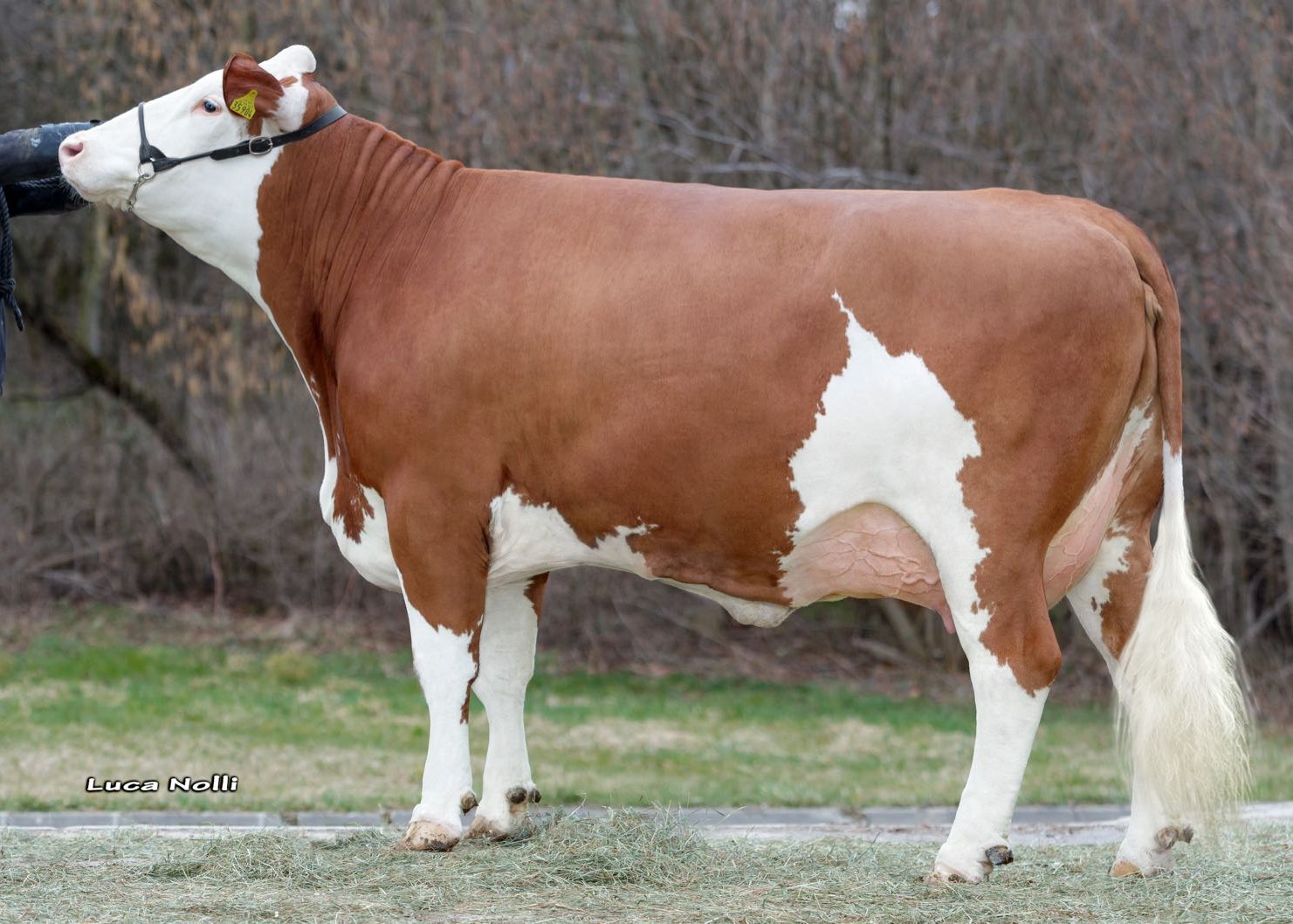 Fenya (dam of Hyper, 1st lactation), owner: Lowner Andreas, Dorfen