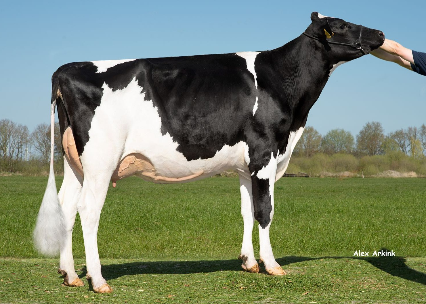 Anne (s. Gywer), full sister to MGD of Waldorf PP RF