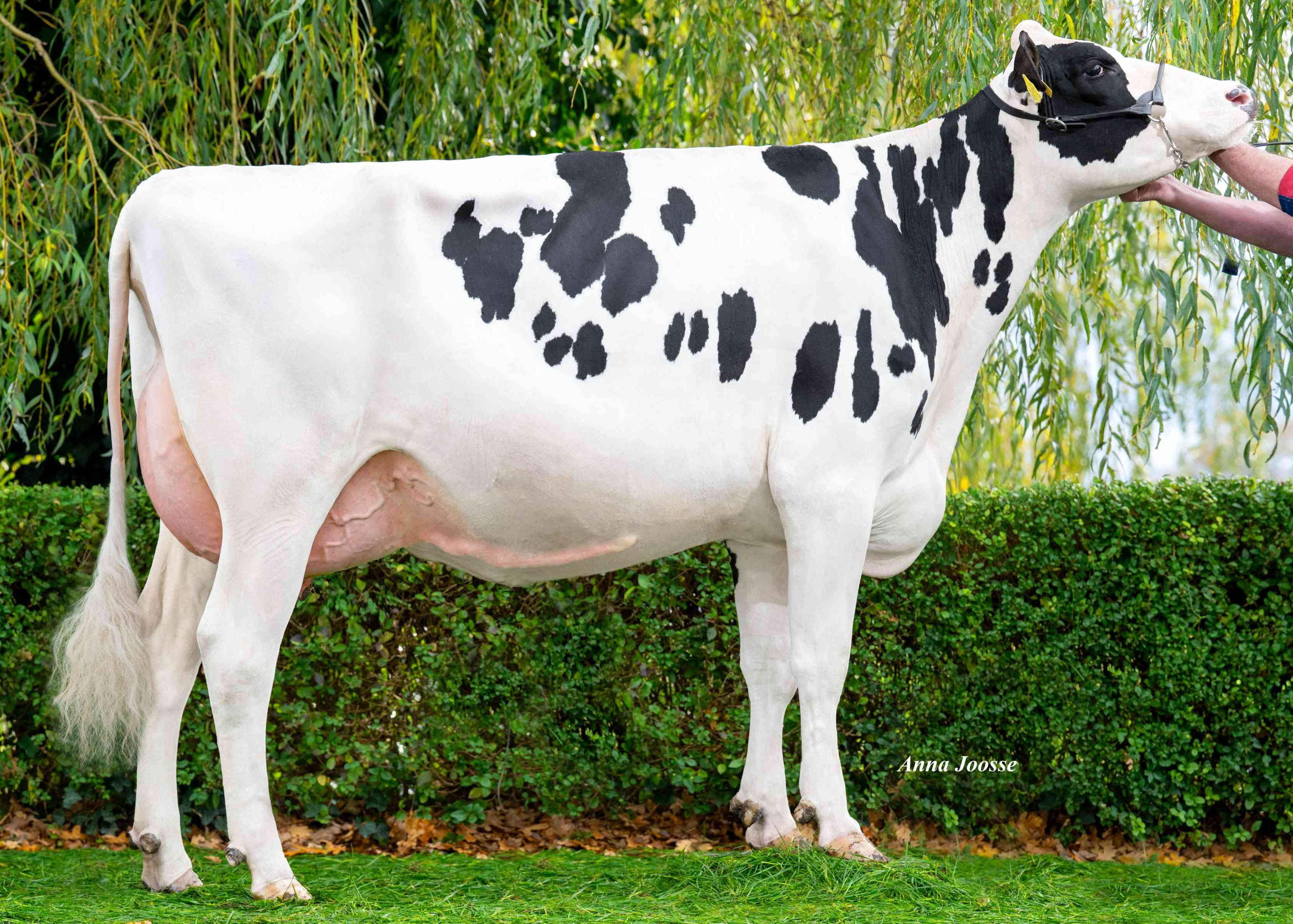 Hoeve Boveneind Bianca Cashbac	 (v: Cashback, 2e kalfs)  eig.: Hoeve Boveneind, Herwijnen