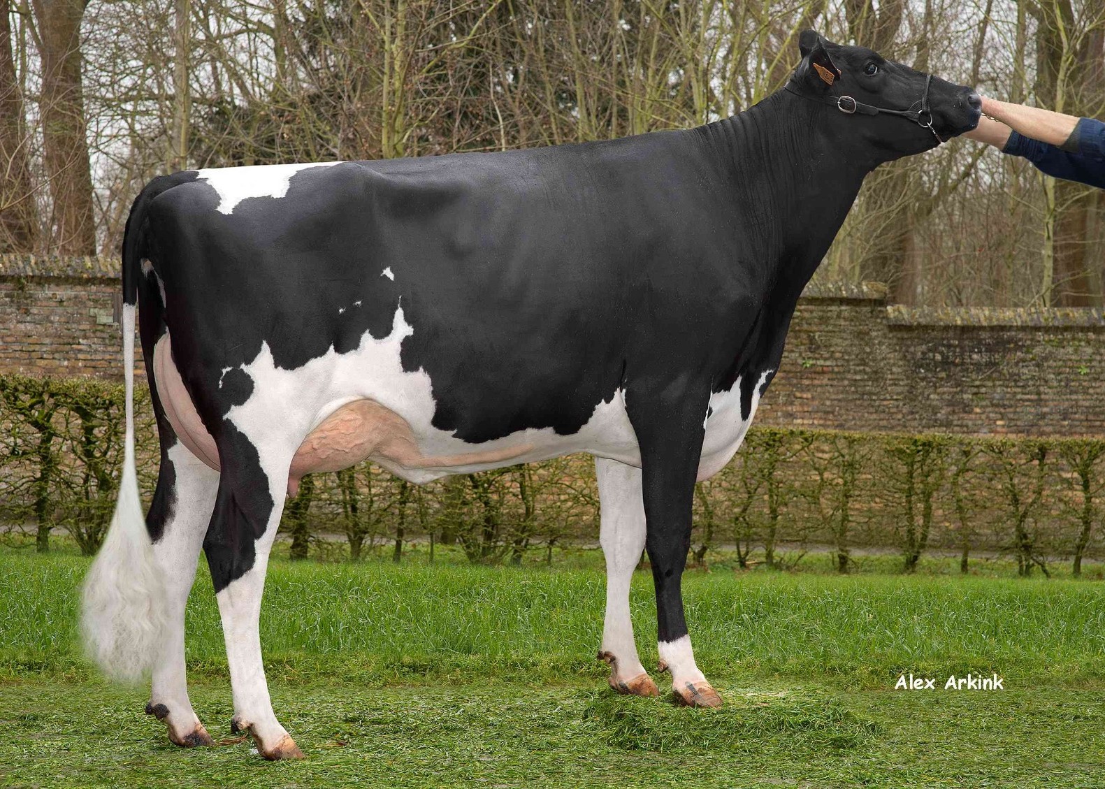 Lahousse-Zomerbloemhof VOFLO, Daughter of Parker