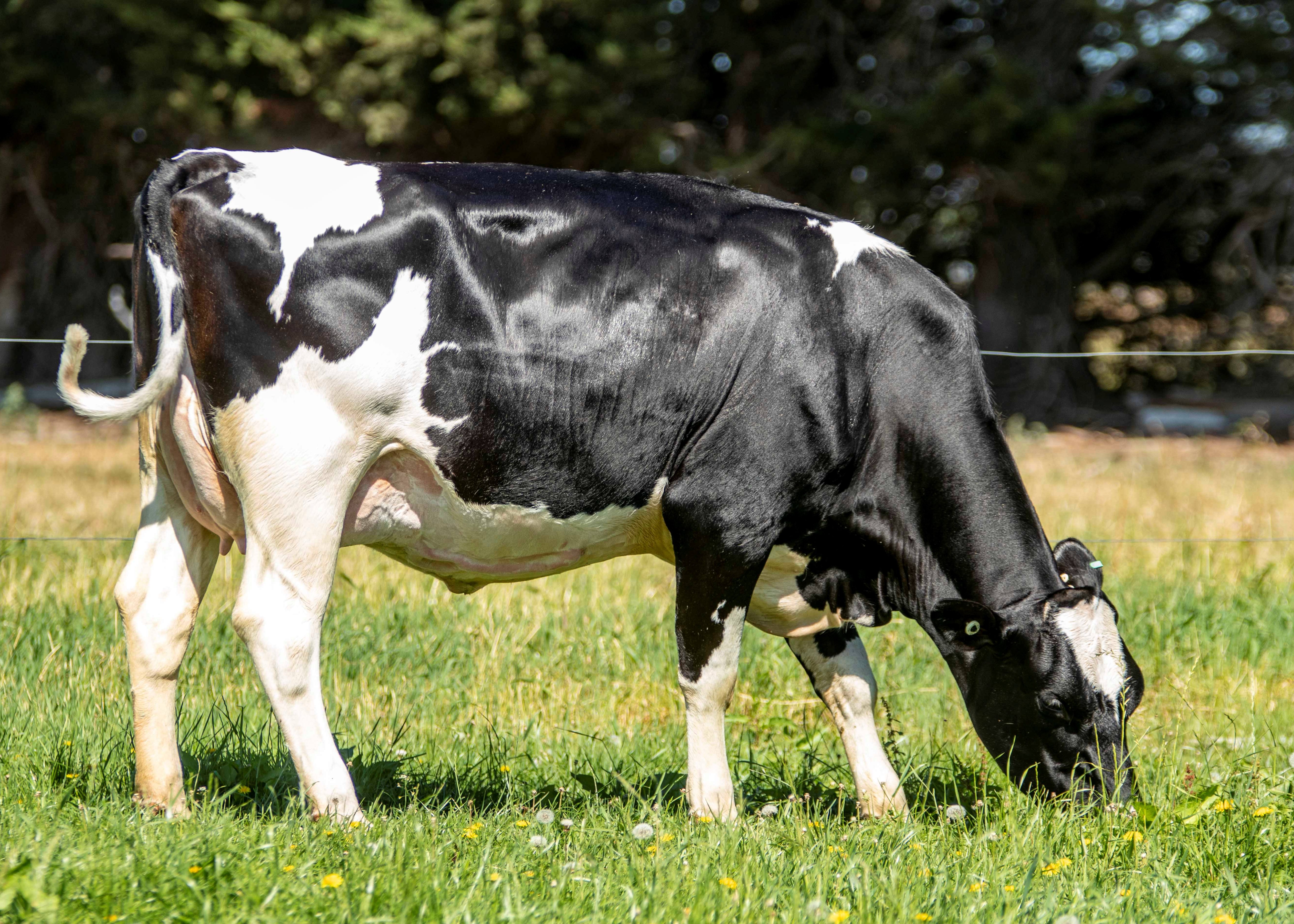 251 South Horizon, Daughter of Roadster