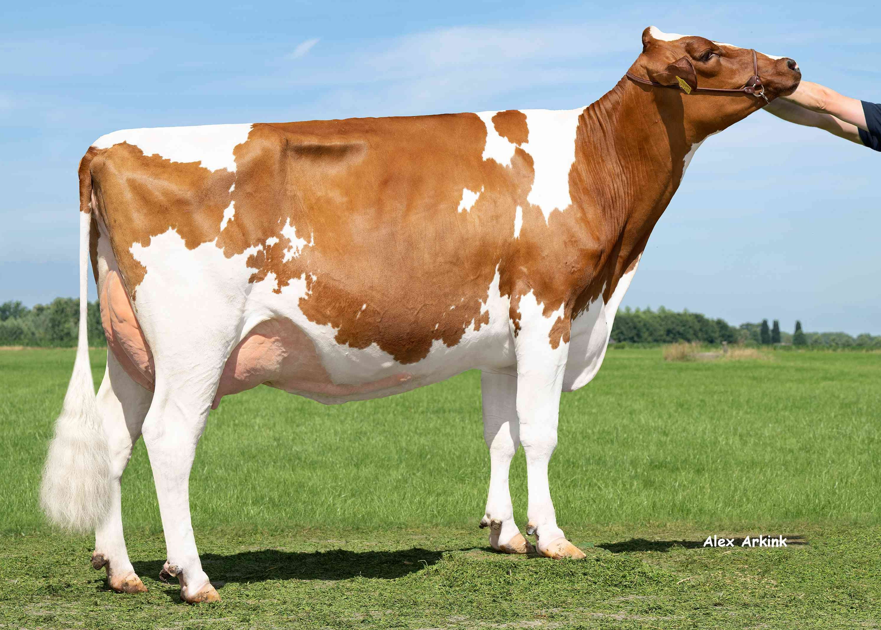 Delta Thelisa (dam of Brussels PP) eig.: Mts J. Boschloo & M.J.M. Pelgrom, Steenderen