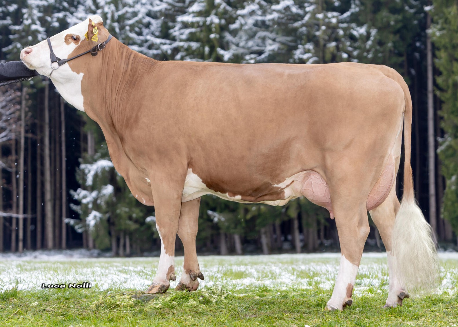 Kurbi,1st calf, August Wieser, Großkarolinenfeld