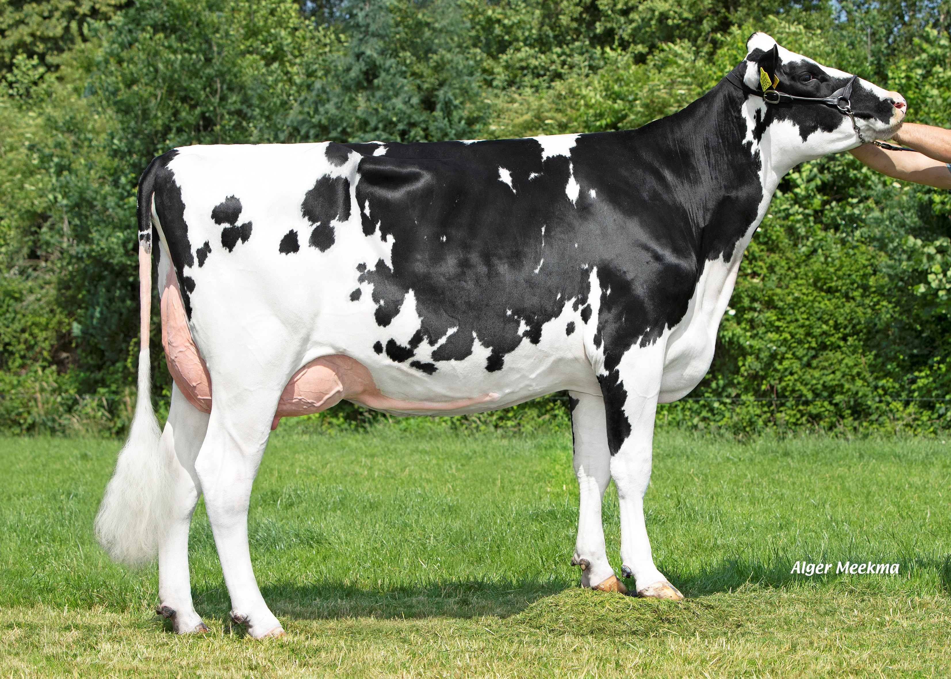 De Broekhof Natascha 16, Daughter of Liberate