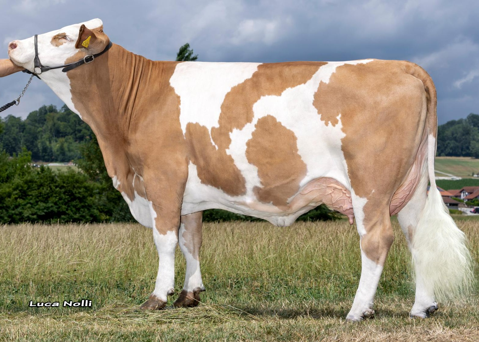 Starlight PP, full sister of grand dam Sindbad PP, 1st calf, Reinhard Jellbauer, Germansdorf 