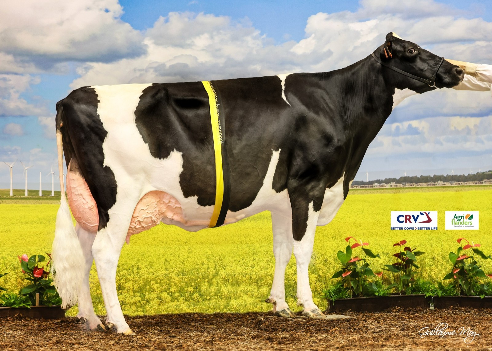 Lola v.h. Zomerbloemhof EX-92 (s. Reflector), MGGGD of Pact P