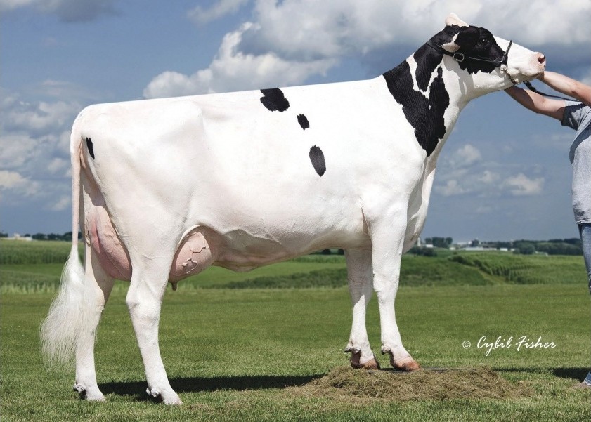 Synergy Planet Piper-ET EX-91 GMD DOM, 6th Dam of Prepy