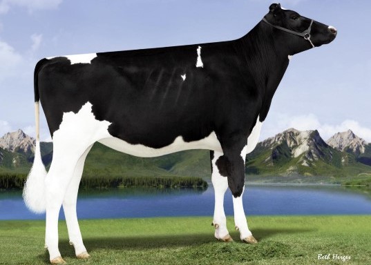 Endco Exacta-ET, Dam of Matos