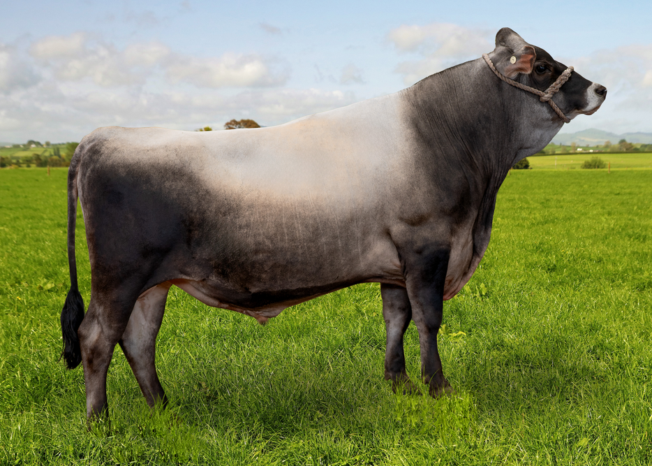 325509 LYNRICH DEC HAMMERMAN JG