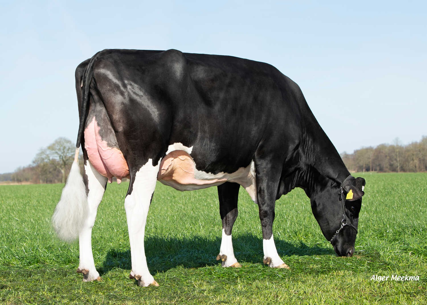 Delta Flossie (s. Rohirim), dam of Starwave