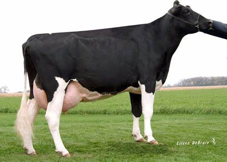Markwell Durham Felice EX-92 GMD DOM, 7th Dam of Madden