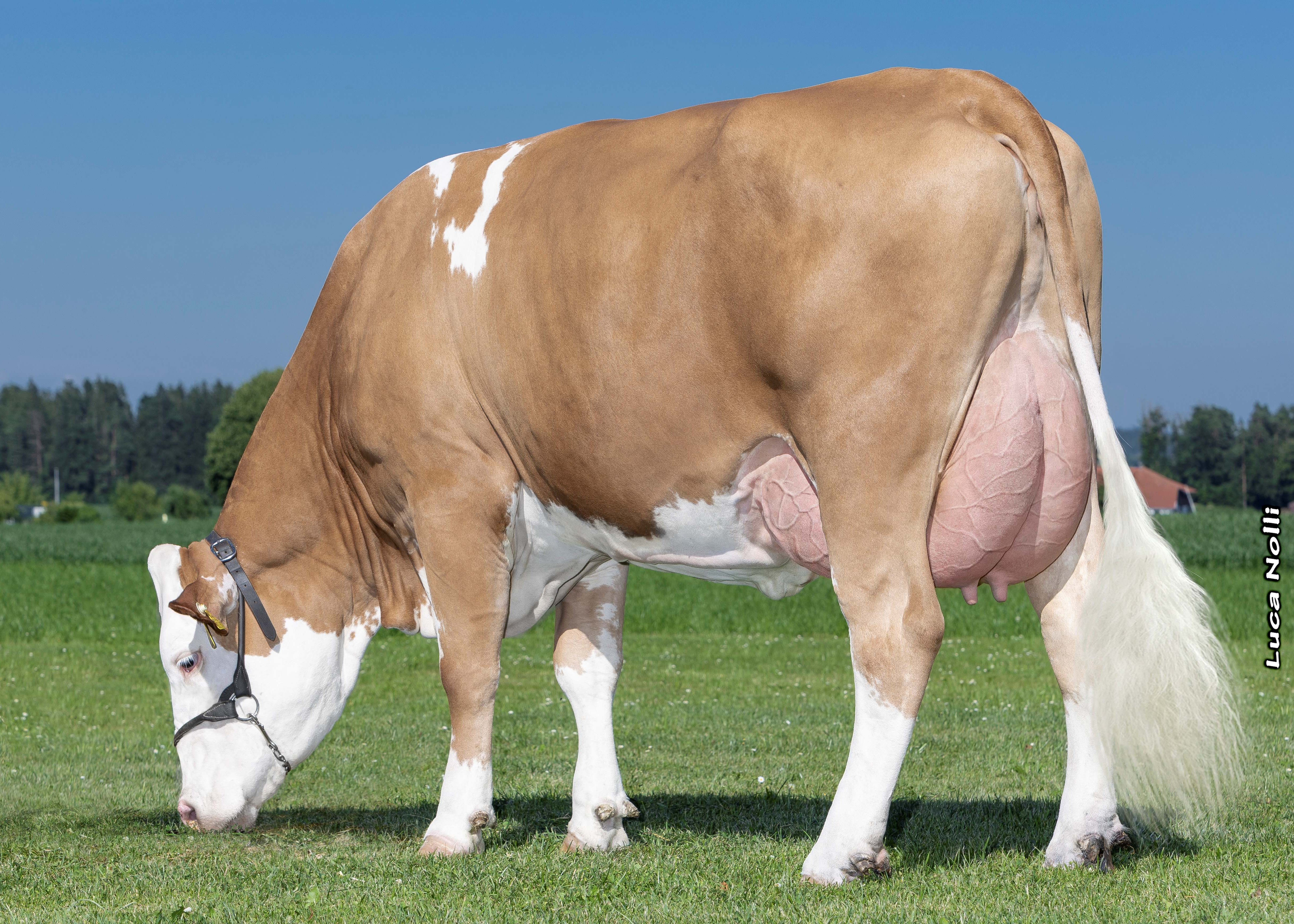 Hartl Halbmond Hannati, Daughter of Halbmond P