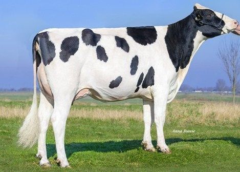 3STAR OH Magnio RC (s. OH Ranger Red), dam of DiMaggio-Red
