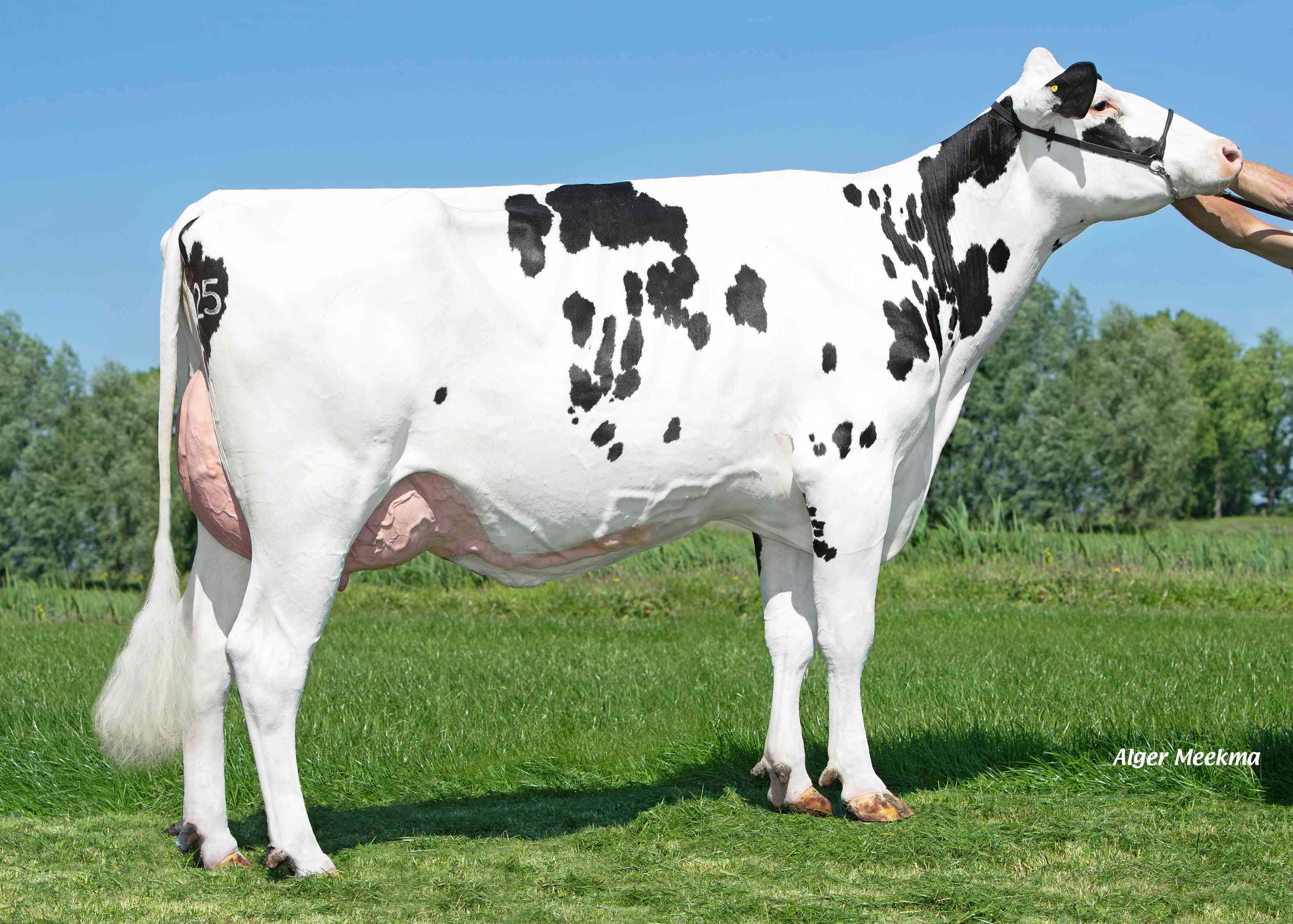 Delta Jodie (v. Delta Trust), grootmoeder van Blue Zone P RF, Eig.: Melkveebedrijf van Berkum, Elahuizen.
