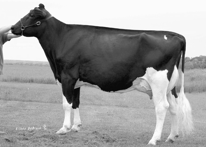 Shawnee Durham Stratos VG-86 DOM, 8th Dam of Shaman