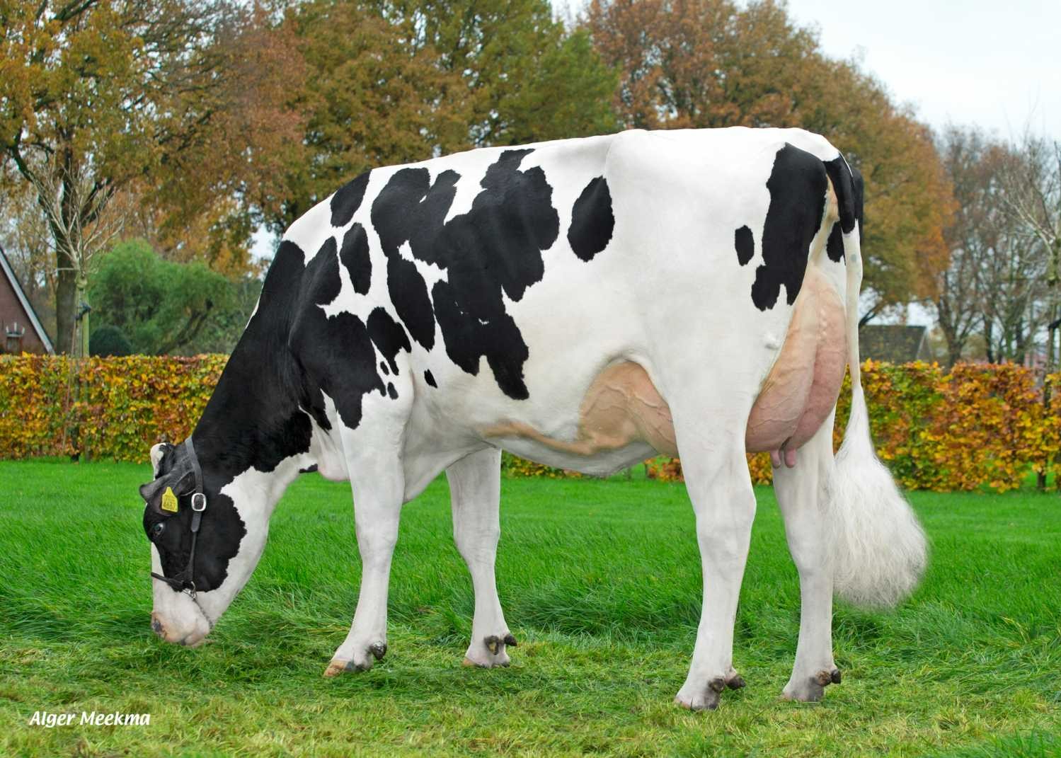 Delta Clara (s. Cyrano), MGGD of Showcase