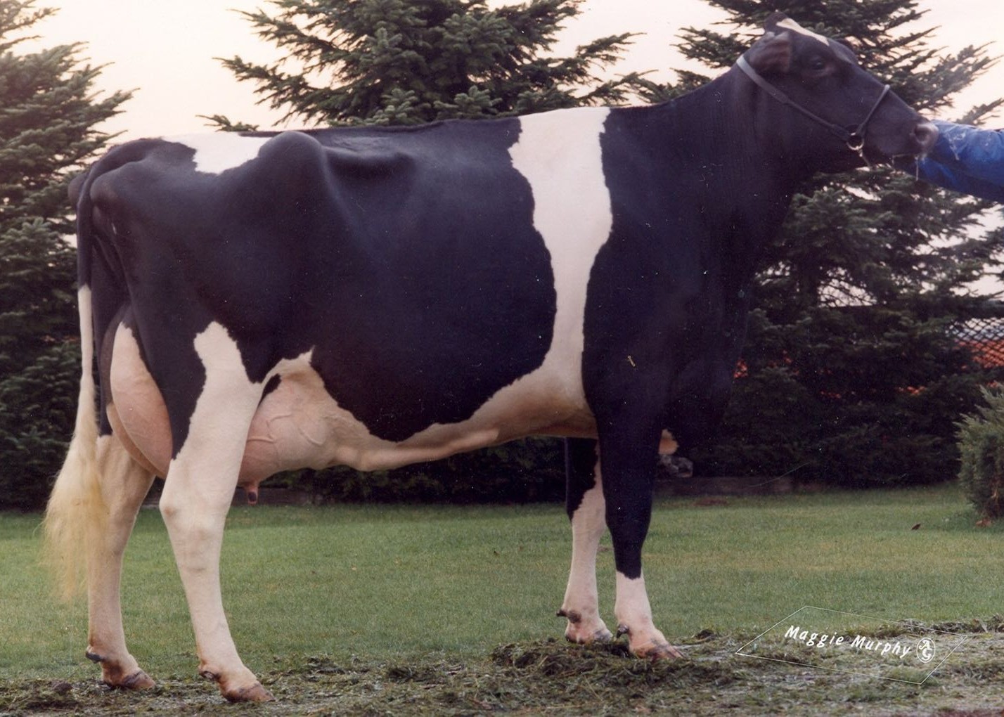 Marwell Blackstar Raven EX95, 3E EEEEE GMD-DOM 11th dam of Madden