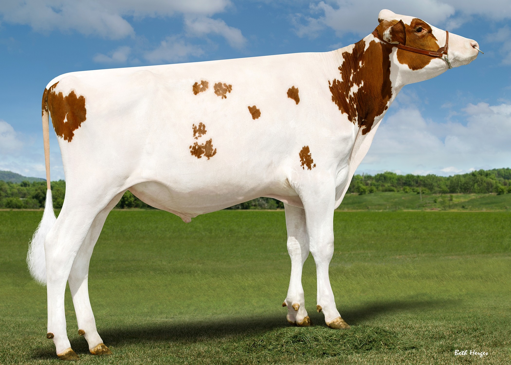 Eskdale Redheat-PP-Red-ET